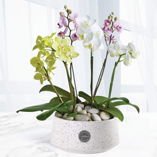 Gorgeous Mix Orchid 