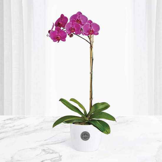 Single Purple Orchid