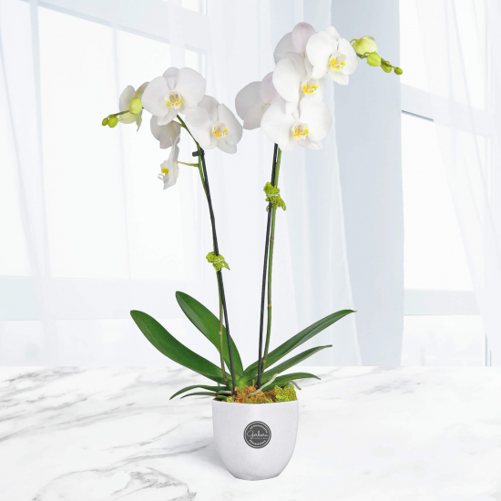 Double White Orchid