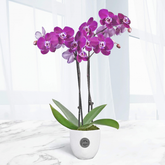 Double Purple Orchid
